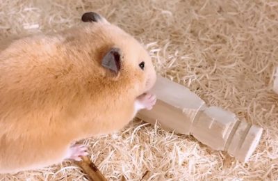 ハムスターの健康の管理と維持を支援するシステムの開発